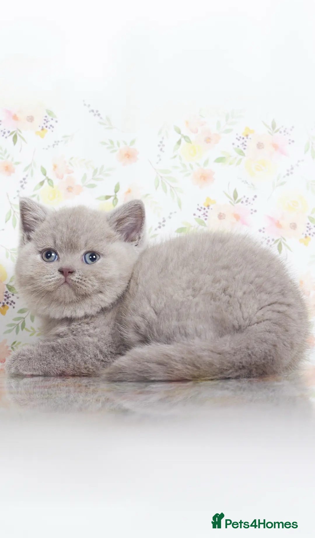 British Shorthair cats for sale: Beautiful lilac/fawn British shorthair kittens - Image 1