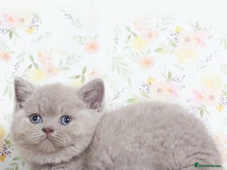 British Shorthair cats - Advert 28