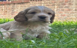 Mixed Breed dogs for sale: Clumber x Cocker Puppies  in Warminster - Image 21