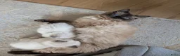 Ragdoll cats for sale: Healthy ragdoll kittens in Auchterarder - Advert 2
