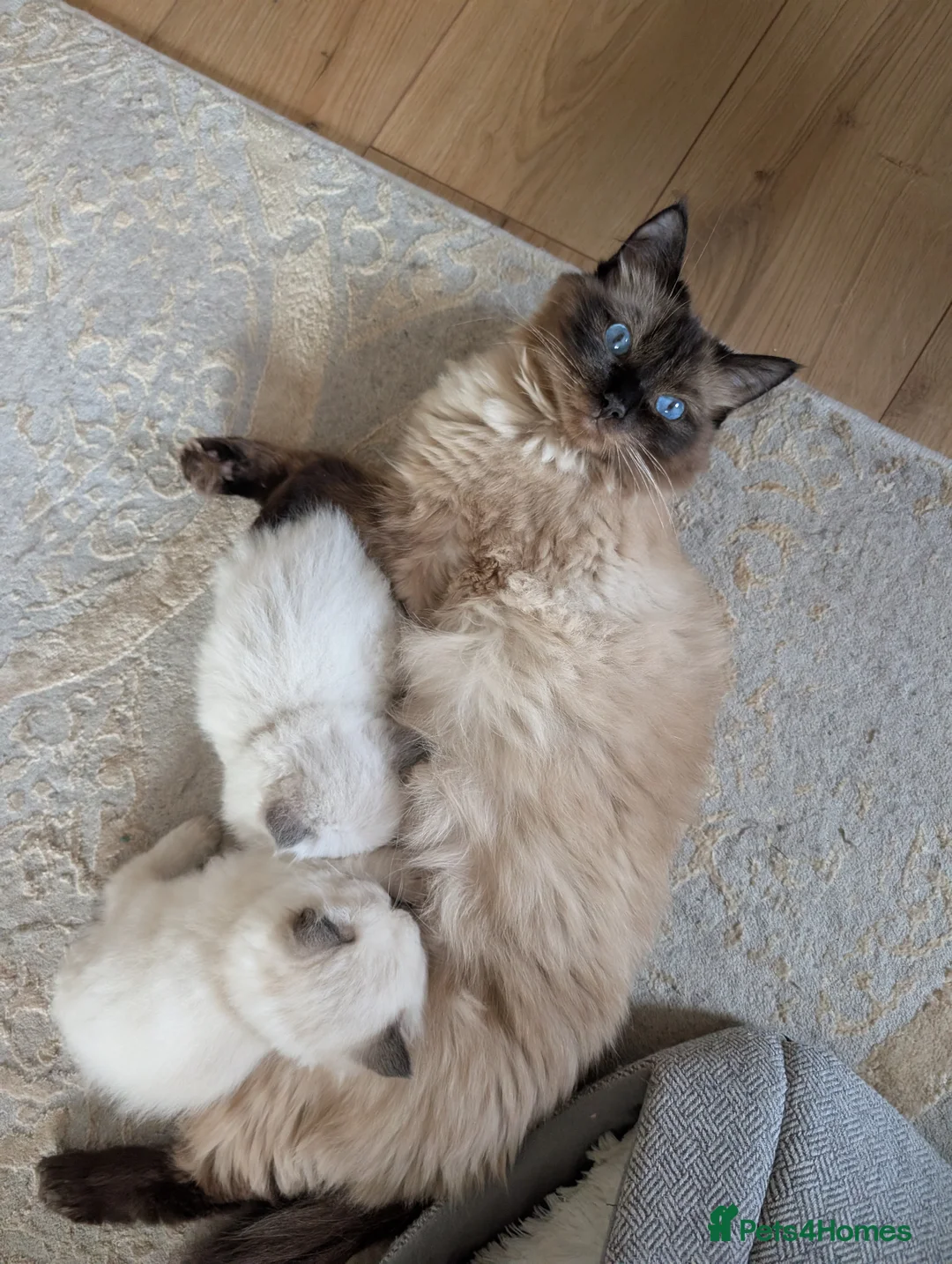 Ragdoll cats for sale: Healthy ragdoll kittens in Auchterarder - Advert 2