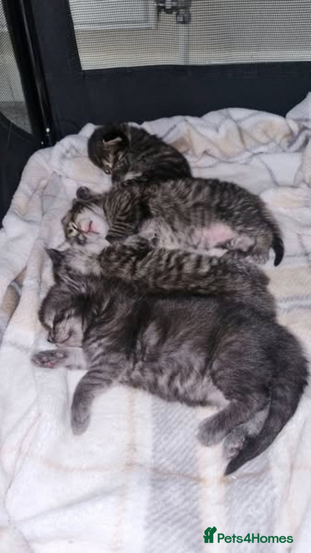 Maine Coon cats for sale: Mainecoon Kittens - Image 3