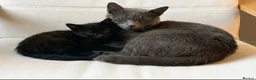 Russian Blue cats for sale: Mixed Russian blue black kitten 🩷 - Advert 10