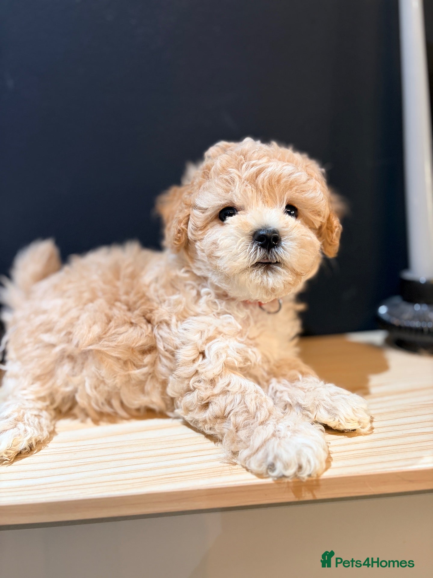 Poochon dogs Toy poodle/bichon - Advert 1
