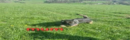 German Shepherd dogs for sale: READY TO GO!! 2 male german shepherds - Advert 12