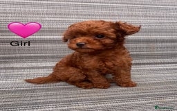 Toy Poodle dogs for sale:  🐩✨ Exceptionally Tiny Red Toy Poodles ✨🐩 - Image 3