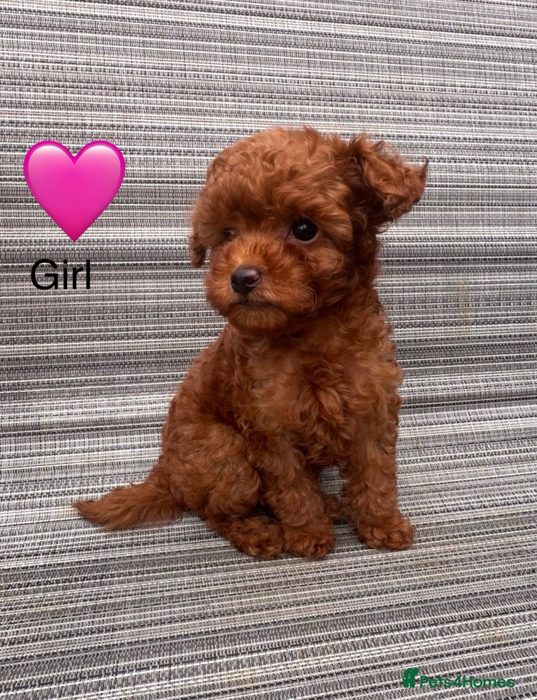 Toy Poodle dogs for sale:  🐩✨ Exceptionally Tiny Red Toy Poodles ✨🐩 - Image 3