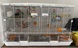 Lovebirds birds for sale: Pair of love birds approx 7-8 months old  - Image 2
