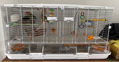 Lovebirds birds - Advert 13