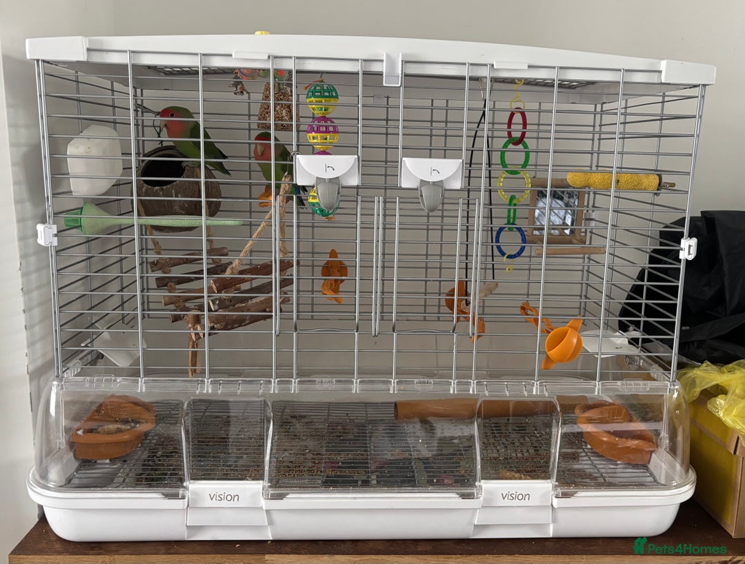 Lovebirds birds for sale: Pair of love birds approx 7-8 months old  - Image 2