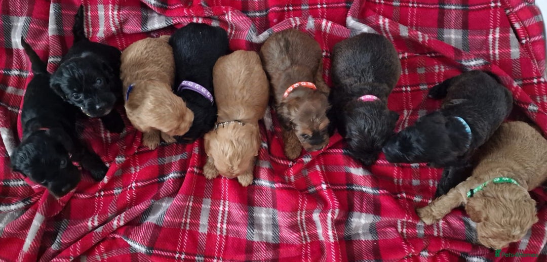 Cockapoo dogs for sale: F1 Cokerpoo puppies  - Advert 4