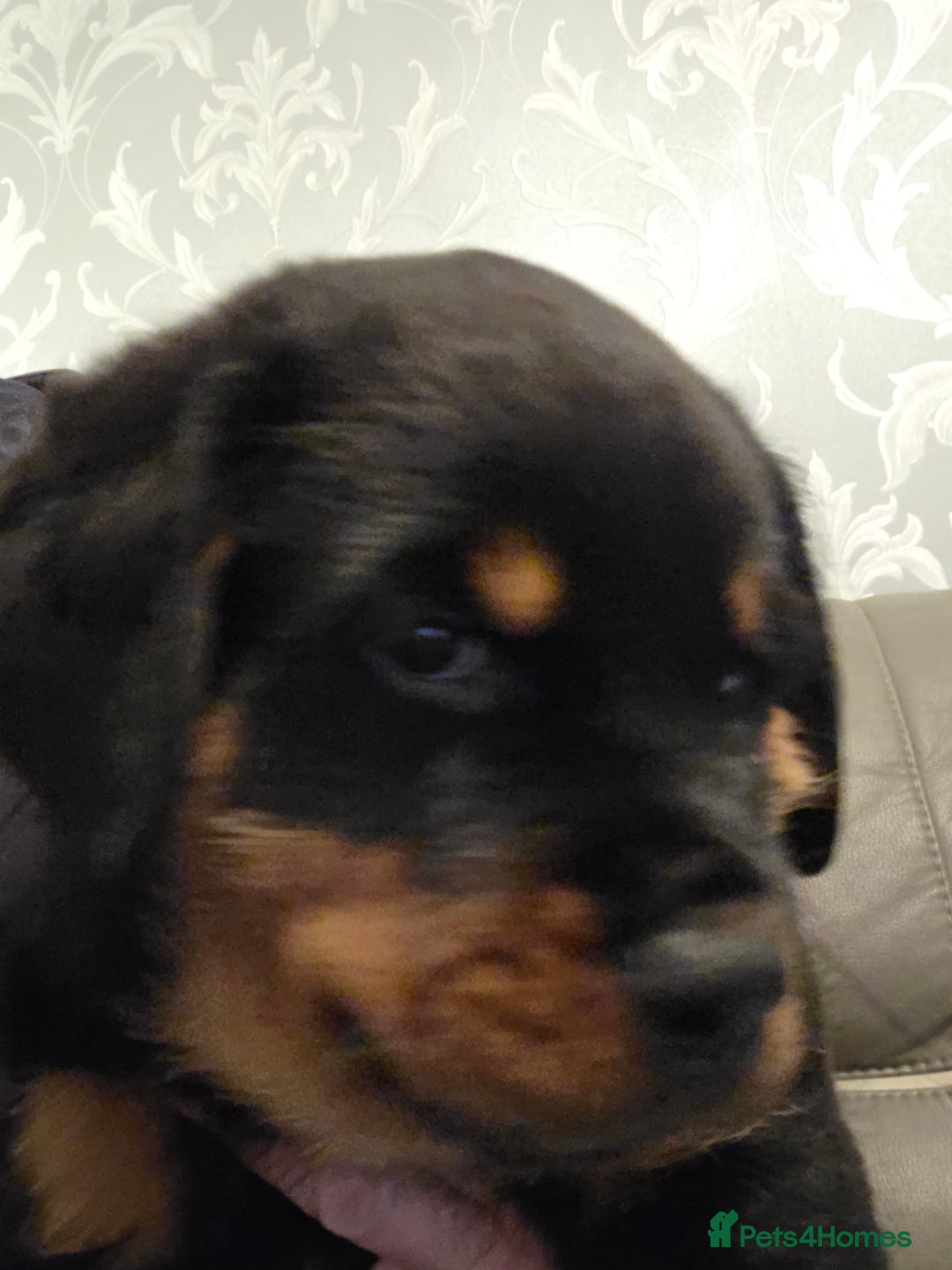 Rottweiler dogs for sale: ***Ready Now*** KC Registered Rottweiler Puppies - Advert 38