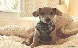 Mixed Breed dogs for adoption: Rusty the tiny cuddle monster  - Image 8