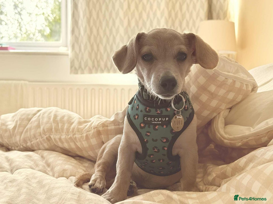 Mixed Breed dogs for adoption: Rusty the tiny cuddle monster  - Image 8