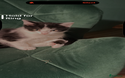 British Longhair cats for sale: Two kittens for sale - Advert 4