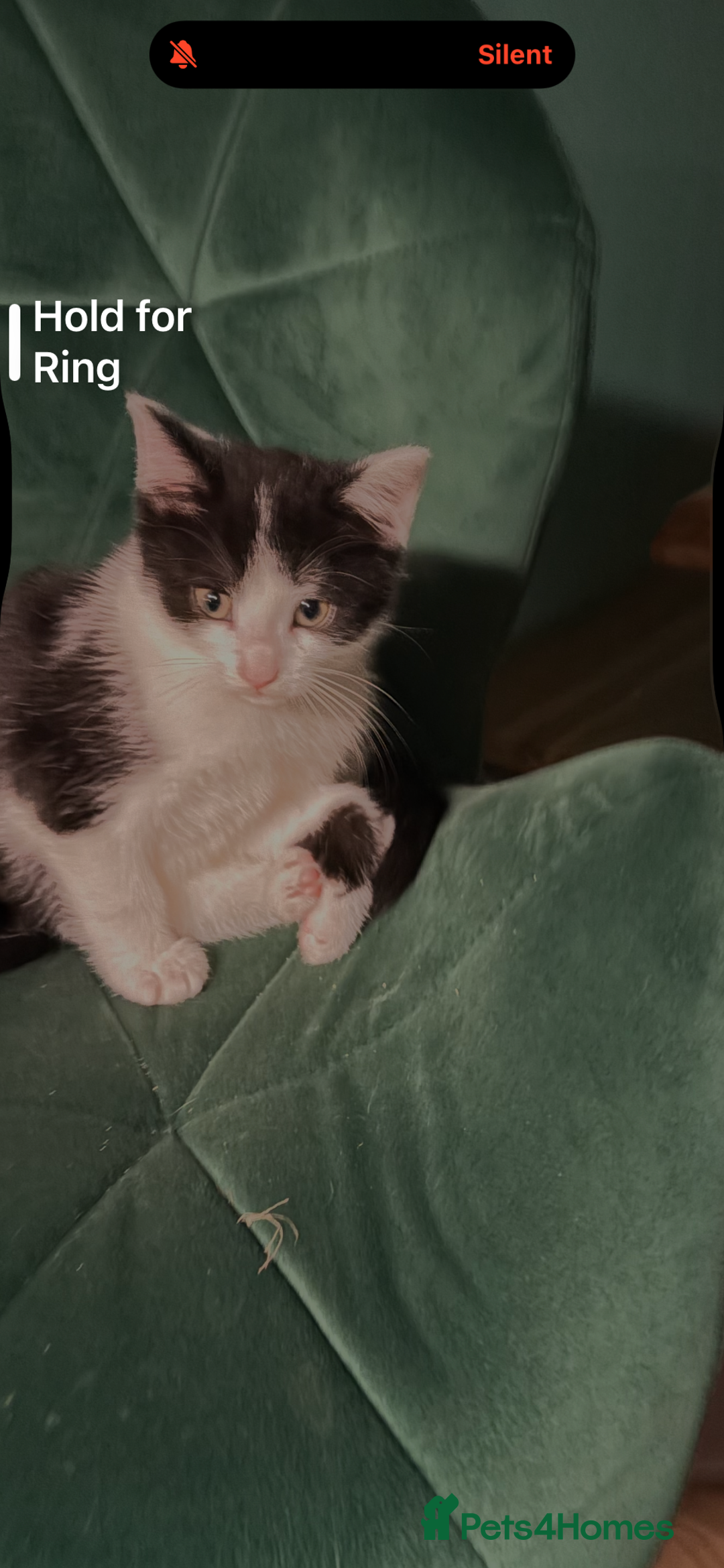 British Longhair cats for sale: Two kittens for sale - Advert 4