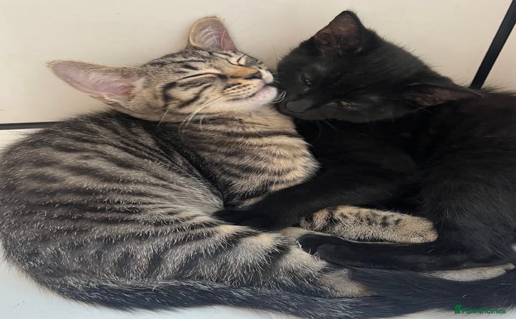 Mixed Breed cats in Waltham Cross - Advert 1