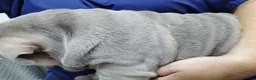 English Bulldog dogs for sale: MALE  - Advert 10