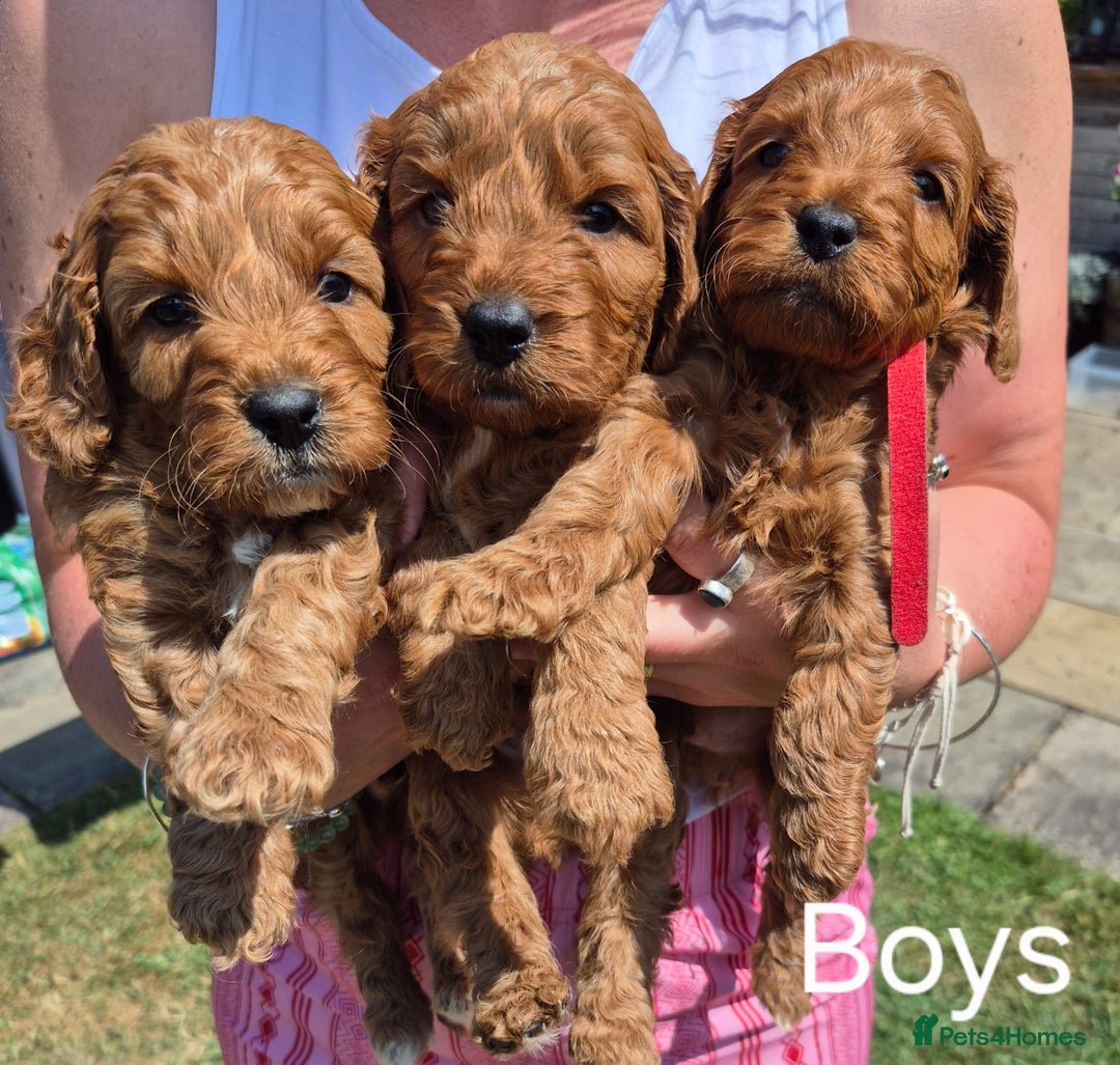 Cockapoo dogs for sale: Beautiful Red Cockapoos  in Bridgwater - Image 5