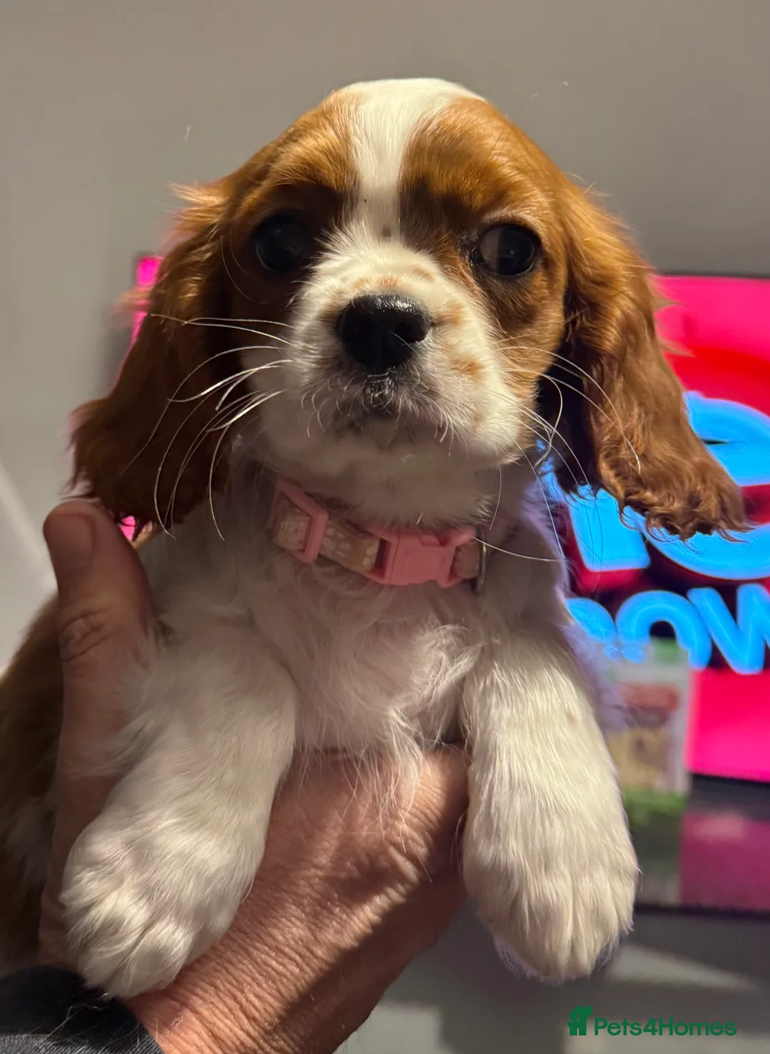 Cavalier King Charles Spaniel dogs for sale: ADORABLE HEALTH CLEAR CAVALIER KING CHARLES  - Advert 4