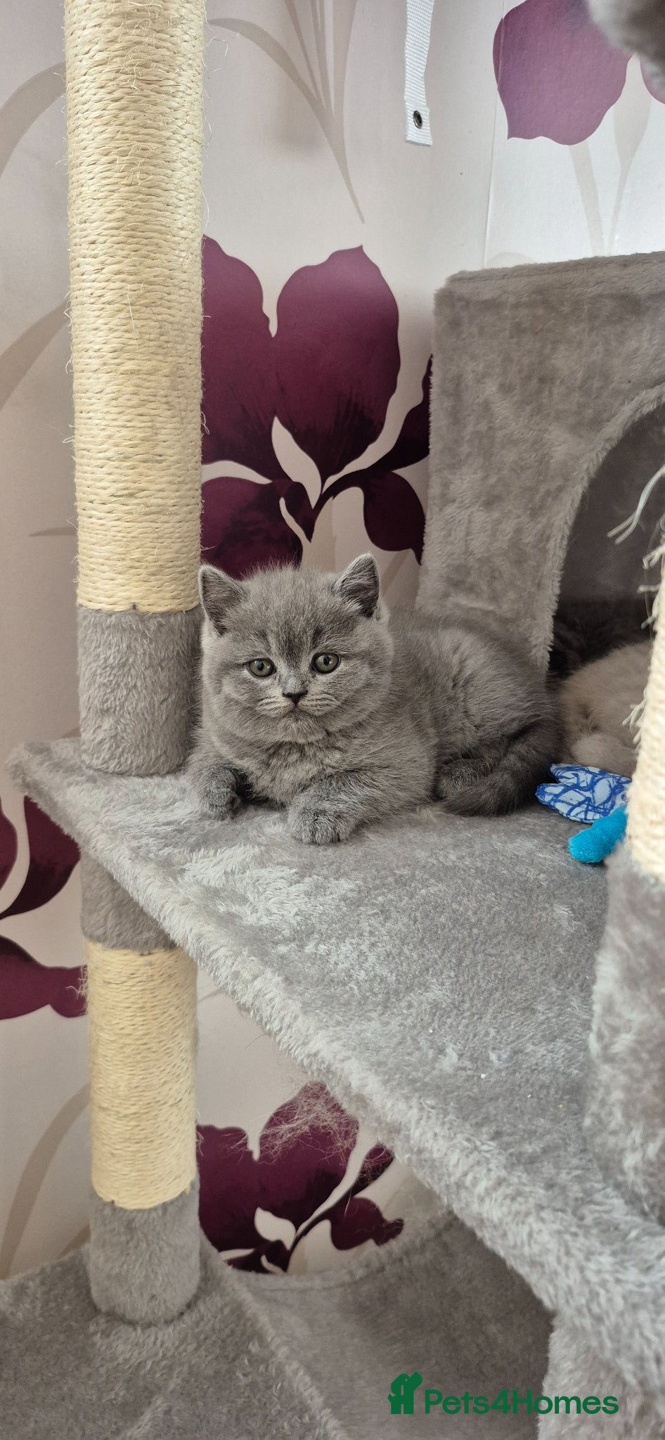 British Shorthair cats for sale: British shorthair kittens for sale  in Gloucester - Advert 6