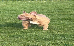 French Bulldog dogs for sale: Aiwa and Loya - Image 6