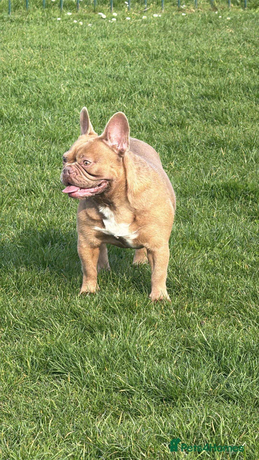 French Bulldog dogs for sale: Aiwa and Loya - Image 6