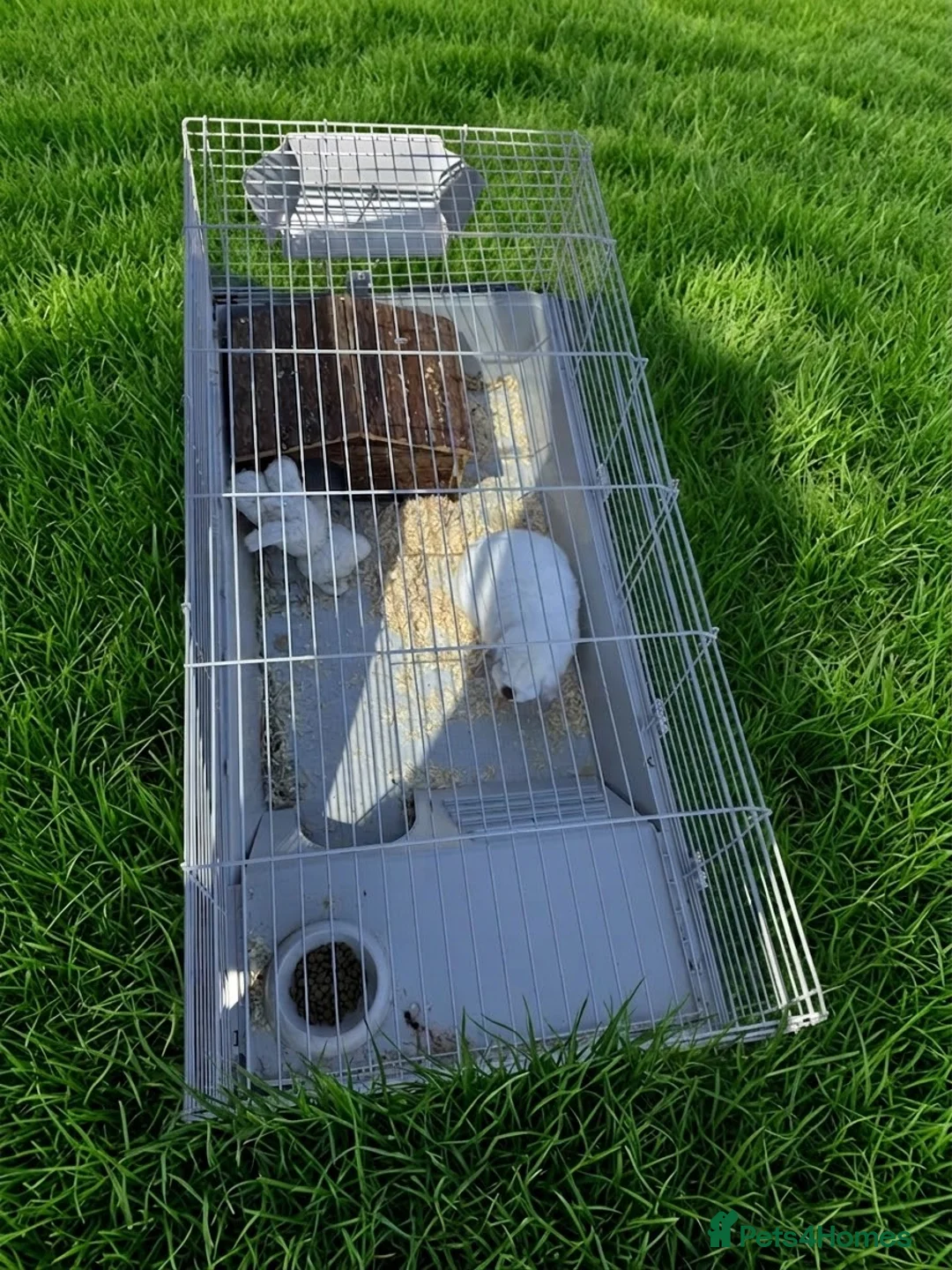 Mini Lop rabbits for sale: Beautiful Male Lop Rabbit With Full Setup in Blackburn - Advert 2
