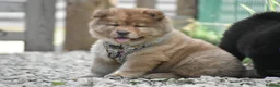 Siberian Husky dogs for sale: Genuine Chowski puppies 🦁  - Advert 10