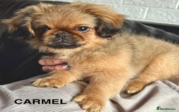 Pekingese dogs for sale: CARMEL - 2 Pekingese puppies BOYS ! Fully vaccinated! - Image 19