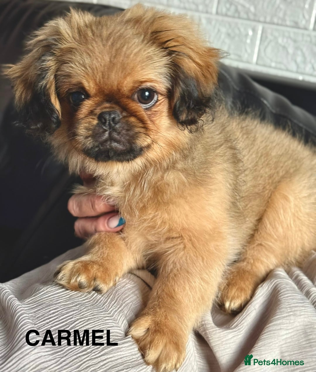 Pekingese dogs for sale: CARMEL - 2 Pekingese puppies BOYS ! Fully vaccinated! - Image 19