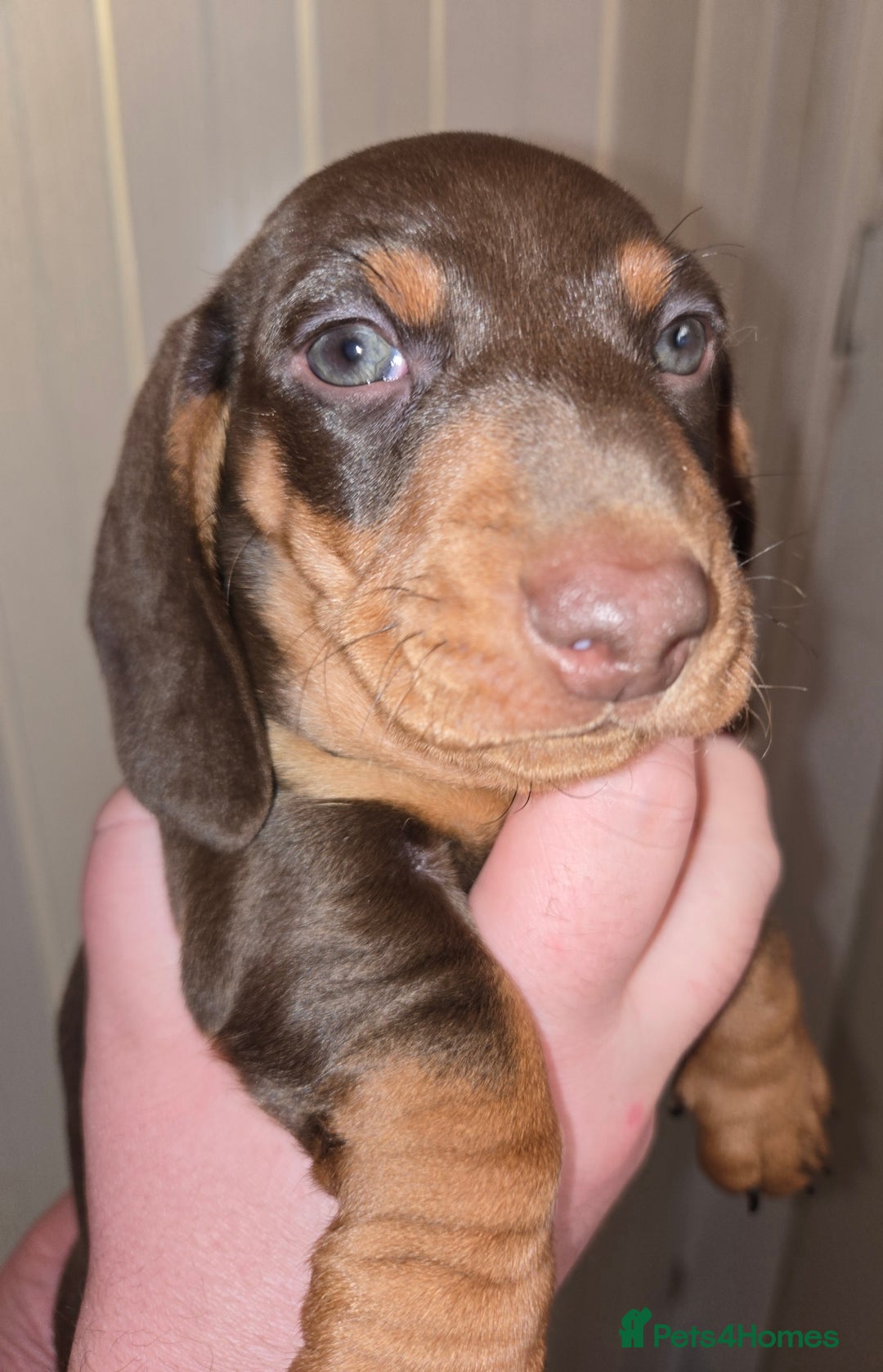 Dachshund dogs for sale: Beautiful KC REG dachshund pups - Advert 5