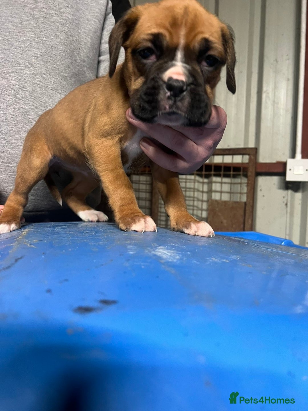 Boxer dogs for sale: Beautiful boxer puppies for sale  - Advert 3