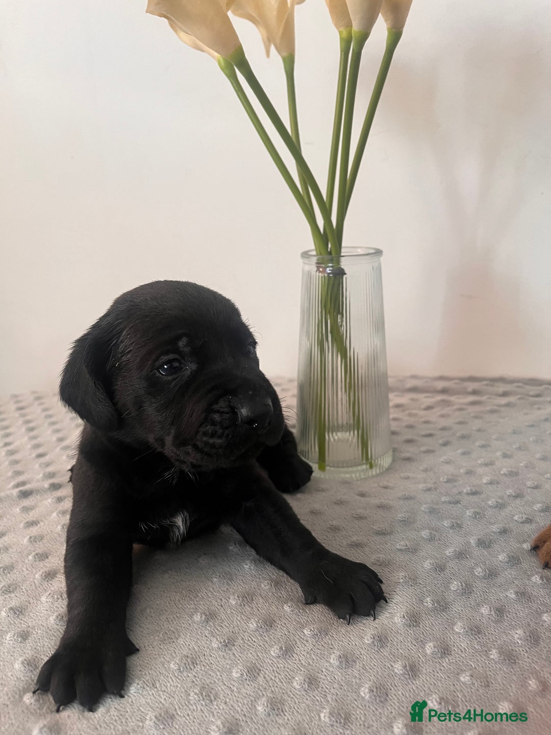 Cane Corso dogs for sale: Stunning Full Pedigree Cane Corso Puppies 🏆  - Advert 12
