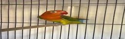 Lovebirds birds for sale: Two lovebirds for sale £120 for both - Advert 6