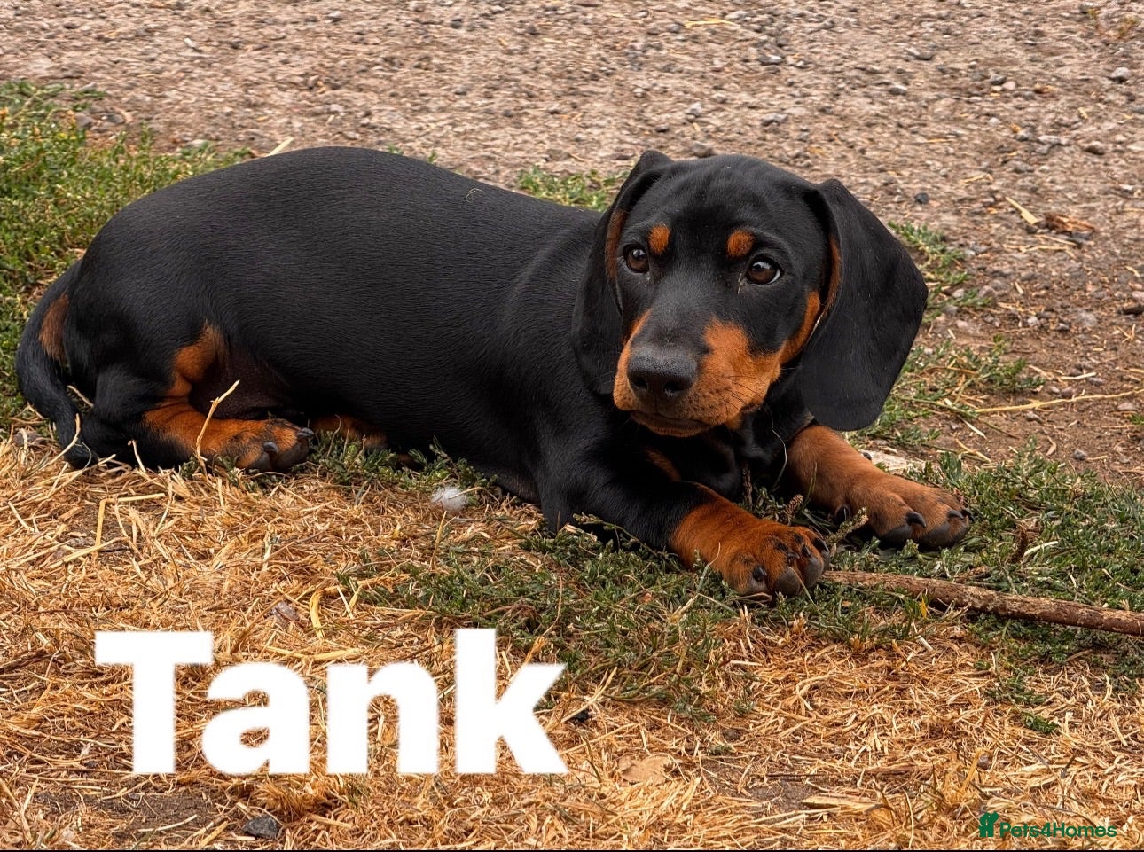 Miniature Dachshund dogs 1 boy left Miniature dachshunds, ready to go - Advert 1