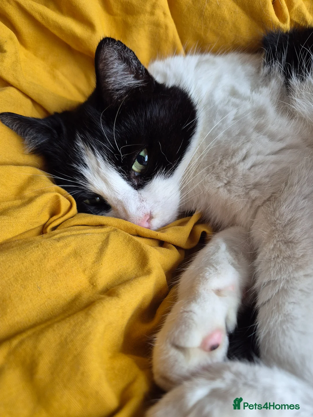 Mixed Breed cats for sale: Harvey - Advert 2