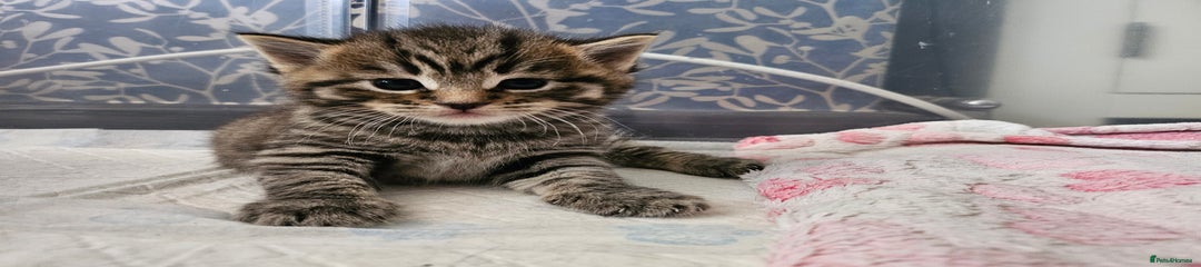 European Kitten 1