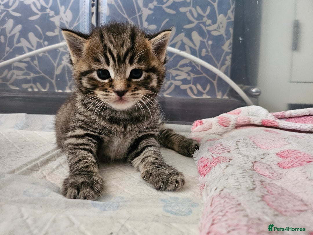 European cats for sale: 4 beautiful kittens looking for the New 🤎 home  - Image 2