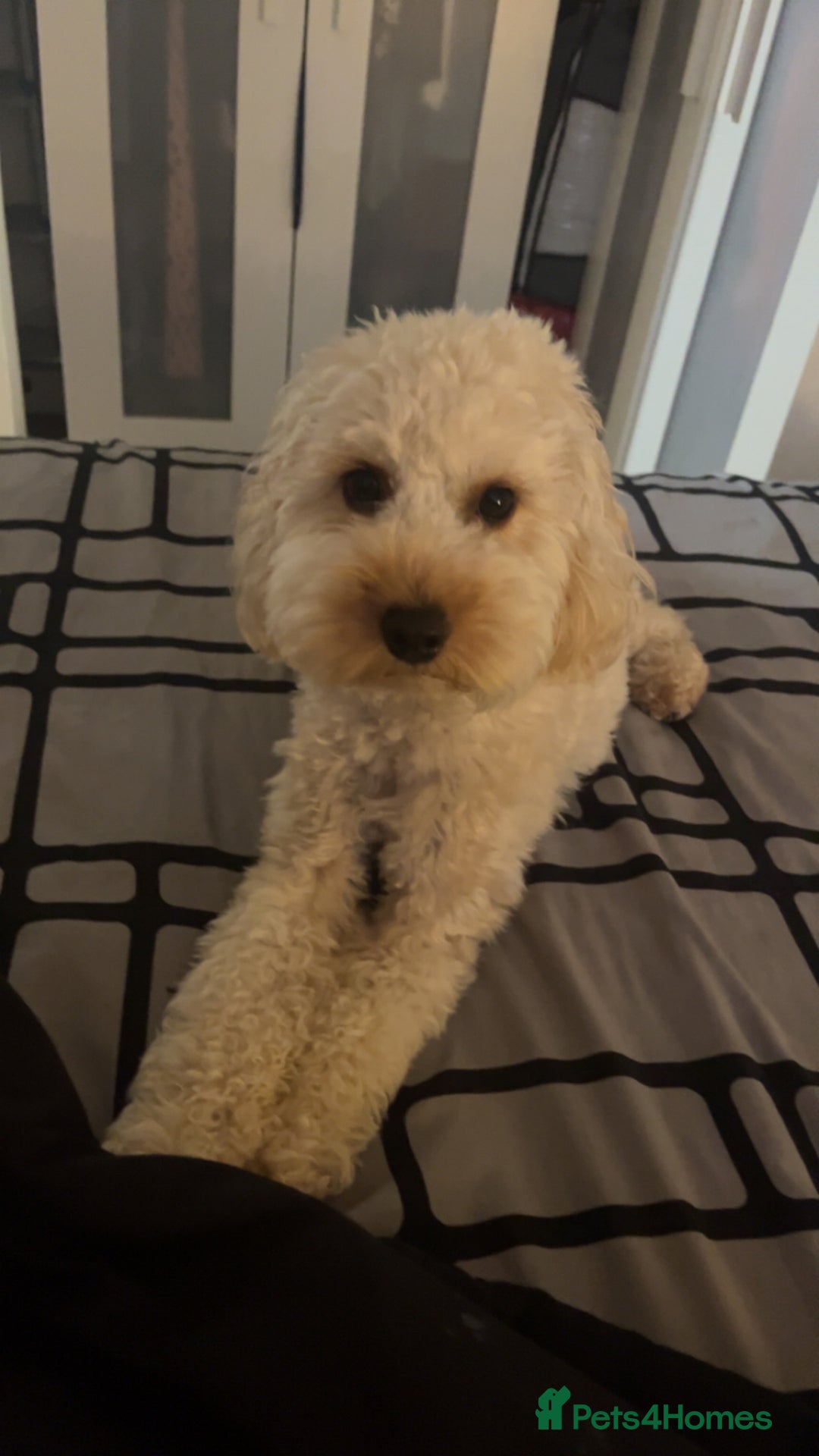 Cockapoo dogs for sale: Cockapoo F1B puppies - Advert 8