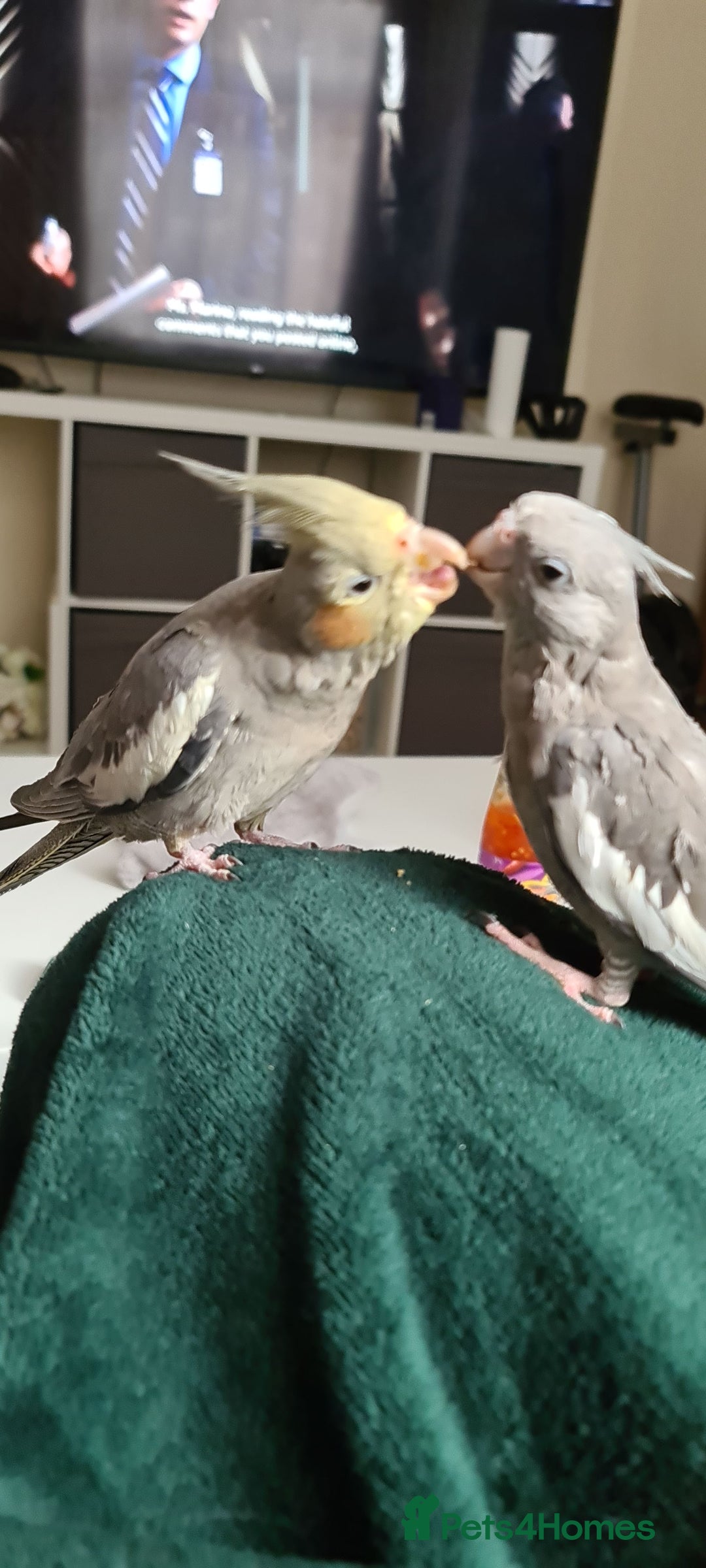 Cockatiels birds for sale: 2 beautiful birds (couple) - Image 1