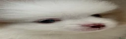 Pomeranian dogs for sale: Unique-Eyed KC Pomeranian Seeking New Home - Advert 15