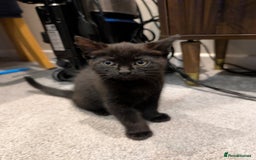 British Shorthair cats for sale: 2 Female Domestic Shorthair Kittens  - Image 7