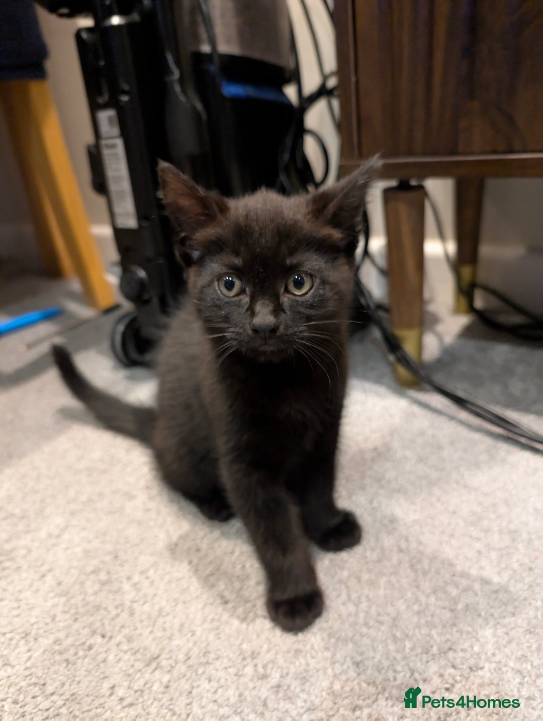 British Shorthair cats for sale: 2 Female Domestic Shorthair Kittens  - Image 7