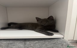 Domestic Shorthair cats for sale: 3 kittens(ginger,grey) ready to join their new hom - Image 6