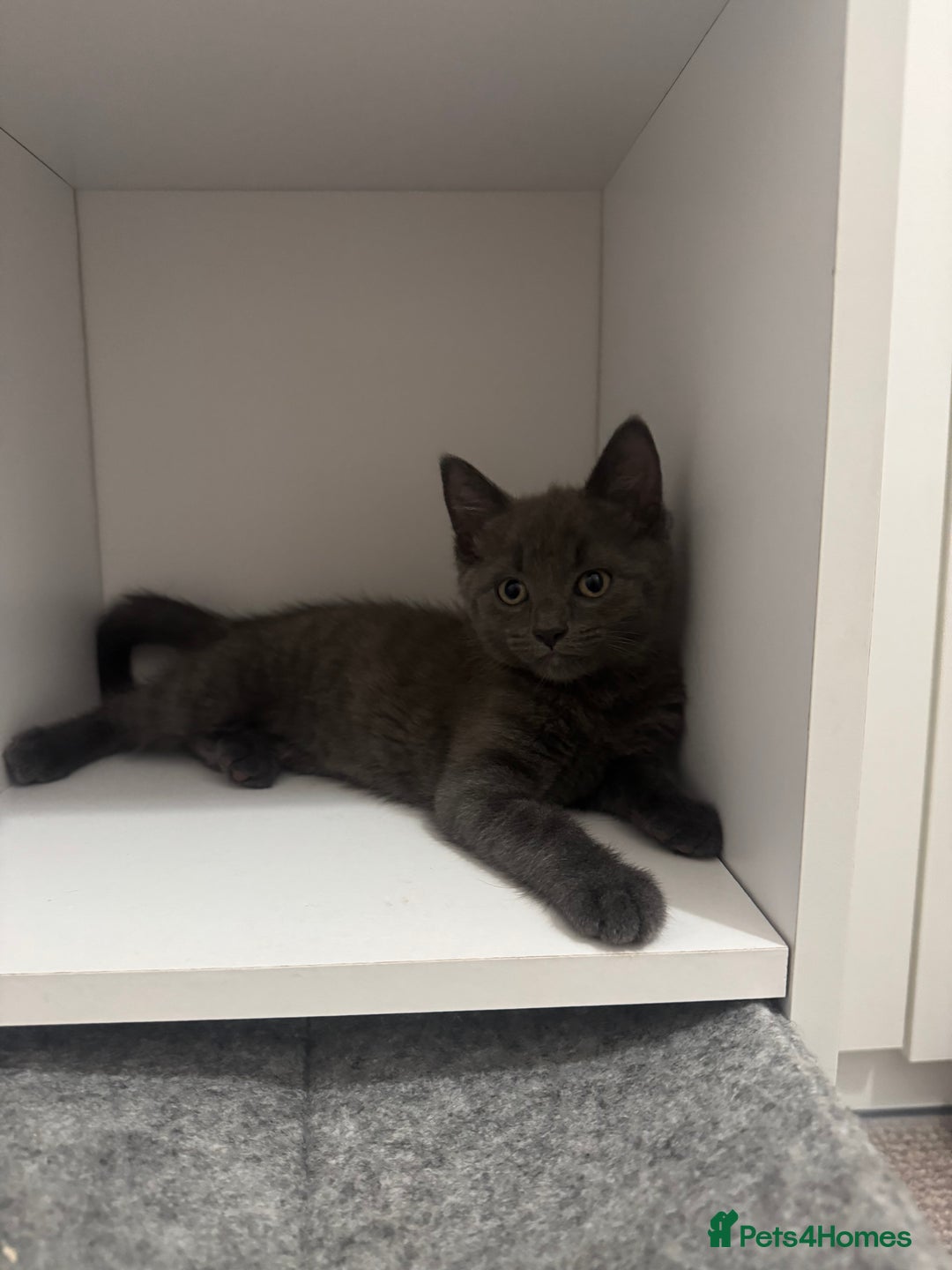 Domestic Shorthair cats for sale: 3 kittens(ginger,grey) ready to join their new hom - Image 6