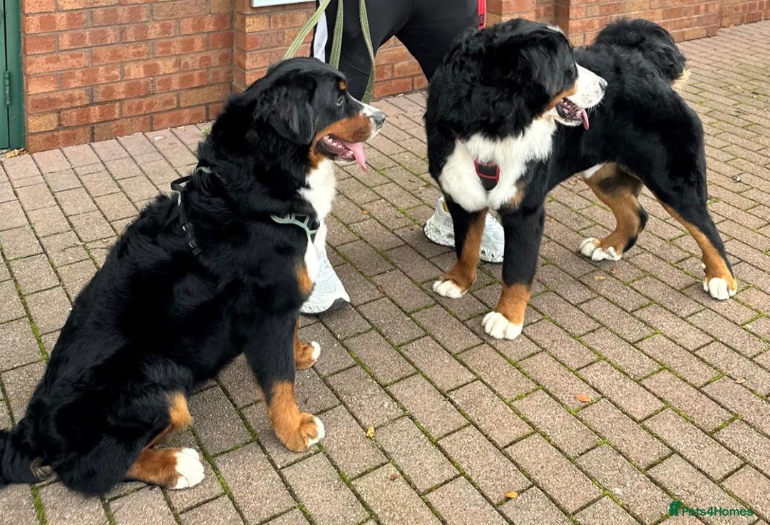 Bernese Mountain Dog dogs for sale: Beautiful Female 13 months  - Advert 3