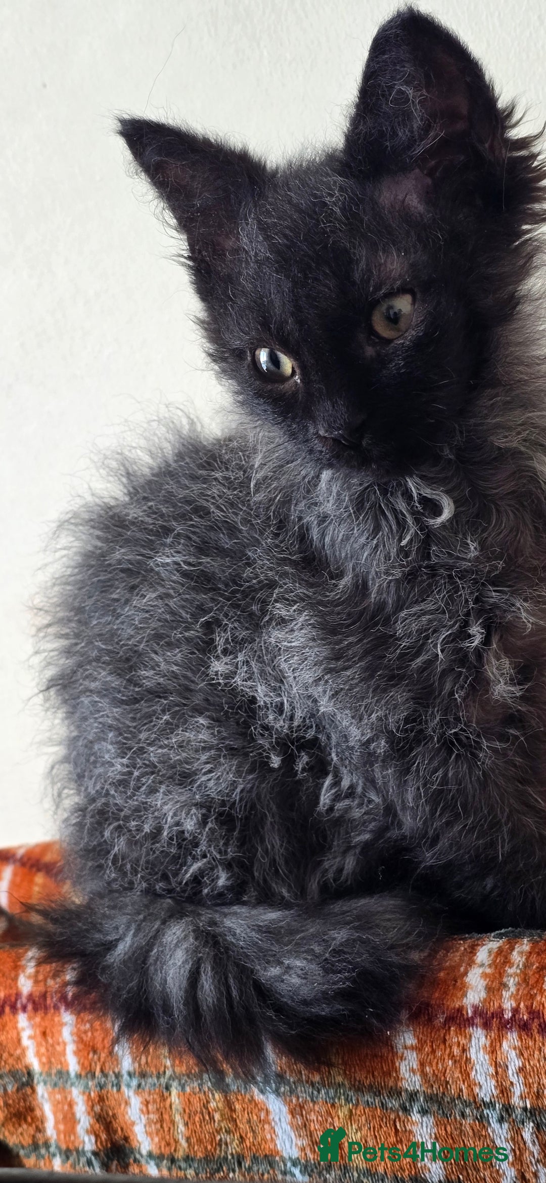 LaPerm cats for sale: 2 male Laperm mix kittens, curly haired - Advert 9