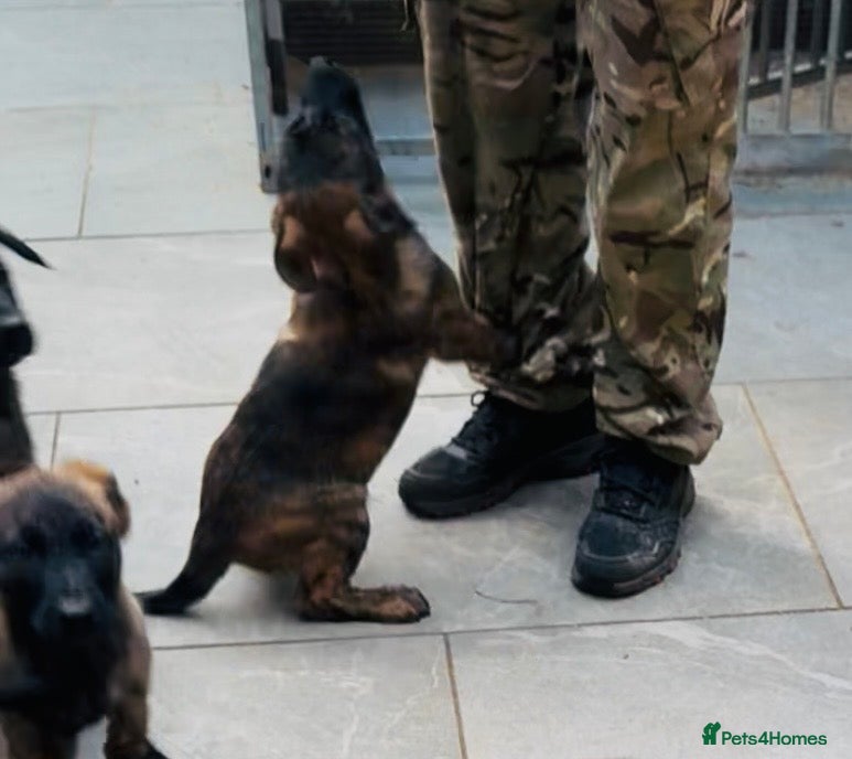 Mixed Breed dogs Malinois x presa canario  - Advert 1