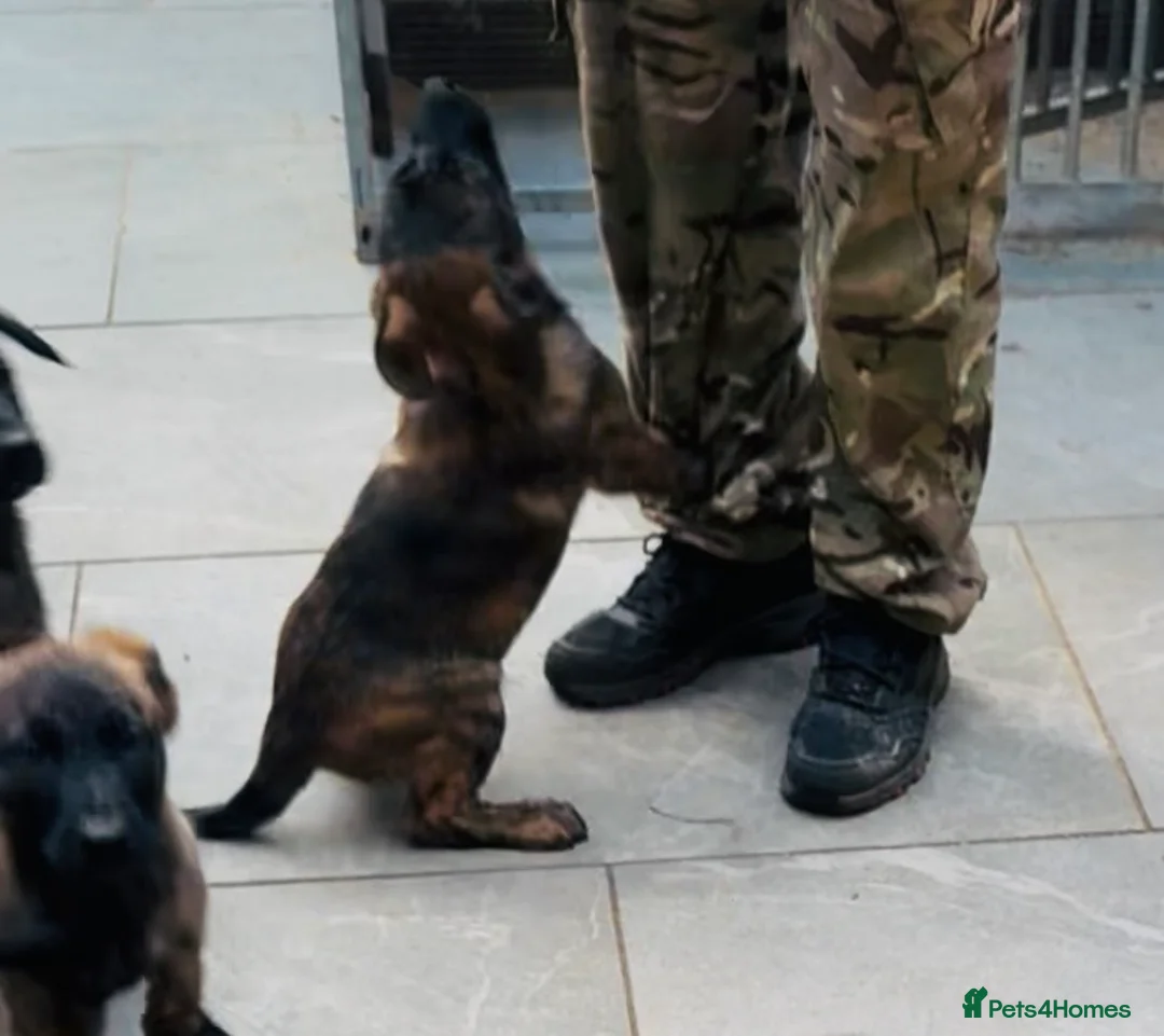 Mixed Breed dogs for sale: Malinois x presa canario  - Advert 1